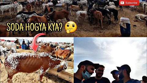 Dost ke lye cow🐄 lene chaly gy. |Northern bypass cow mandi 2023| ||KARACHI||