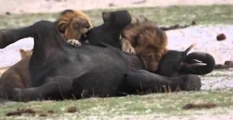 Lions killing Baby Elephant