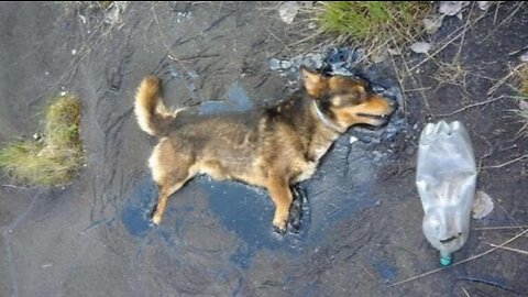 He was stuck in a puddle of tar, unable to even move