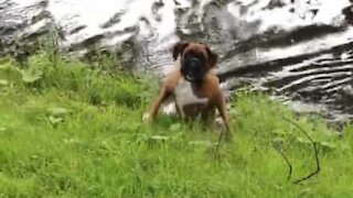 Ce chien glisse après une baignade en rivière