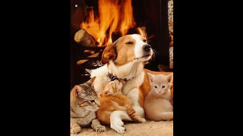 Cats And Dogs Videos 🐱🐶 Funniest - Videos of