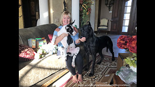 Happy Great Dane and Puppy Love to Open Gift Boxes from Friend