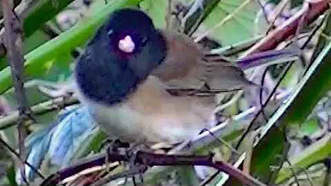 IECV NV #183 - 👀 Adventures Of The Dark Eyed Junco's Exploring 2-11-2016