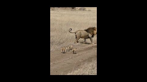 Cute lion cubs meet dad #shorts - cute baby lion #shorts