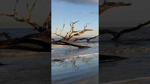 🏝️ Late Afternoon on Driftwood Beach 🏝️ 09 #shorts