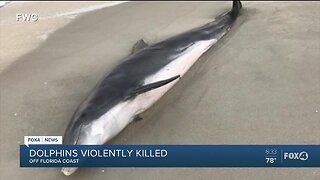 NOAA officials seek information on death of two dolphins in Florida