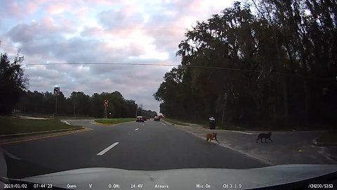 Two loose dogs nearly cause a rush hour traffic accident!
