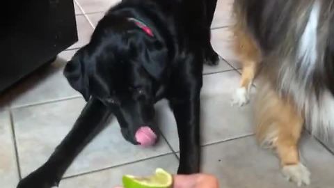 Two Dogs Have Completely Opposite Reactions To Lime Slice