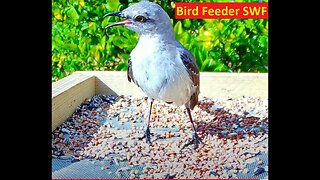 FEMALE NORTHERN MOCKINGBIRD UP-CLOSE