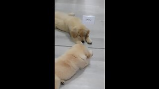 Curious puppy tries to play with mirror reflection