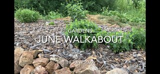 June Garden Walkabout