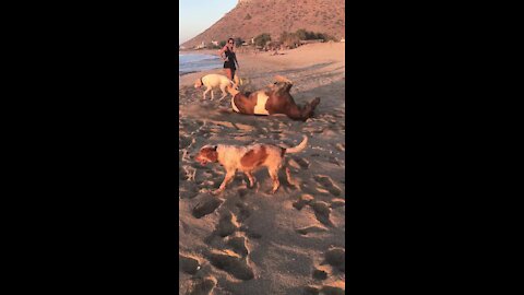 Horse rolls in the sand alongside doggy friends