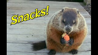 Woodchuck Snack-Time!