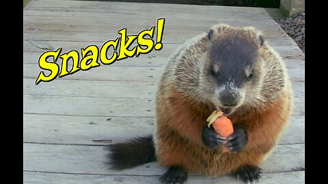 Woodchuck Snack-Time!