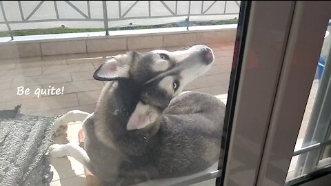 My Husky is snobbing me!