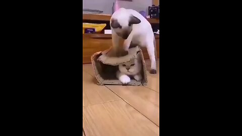 Cutes Cats funny viral clips #cutescats #cats #cutesanimals #funny