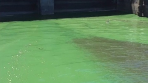 Concern over algae containing microcystin on Lake Okeechobee