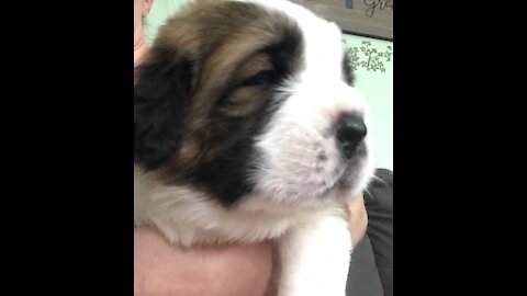 Sweet Saint Bernard puppies