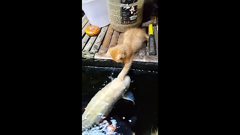 Kitten Makes Friends With Koi Fish In Pond