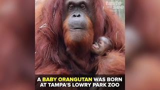 Baby Bornean Orangutan born at Tampa's Lowry Park Zoo | Taste and See Tampa Bay