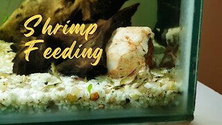 Shrimp Cichlid Pellet Feeding in Cull Tank