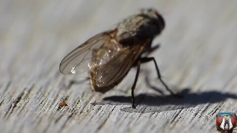 Title: "Unveiling the Mysterious World of Flies: A Closer Look at Nature's Unsung Heroes