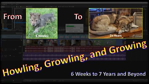 Stormy Wolfdog - Howling, Growling, & Growing