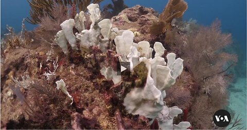 Warmer Ocean Temperatures Bleach Coral