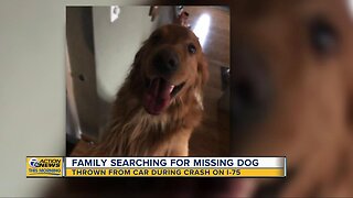 Family searching for missing dog thrown from car during crash on I-75