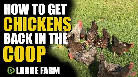 How To Get Chickens Back In The Coop