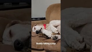 Buddys favorite sleeping position