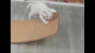 Kitten and ballance board