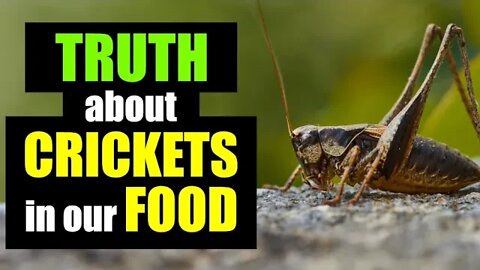 No one’s talking about the REAL problem with CRICKETS!