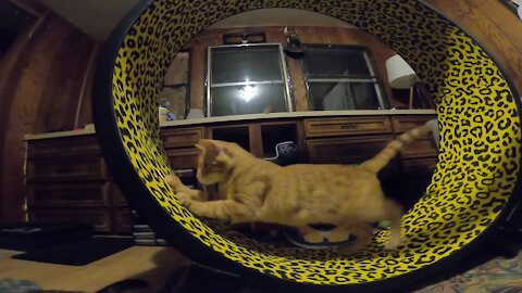 Excited Kitty Loves His New Exercise Wheel