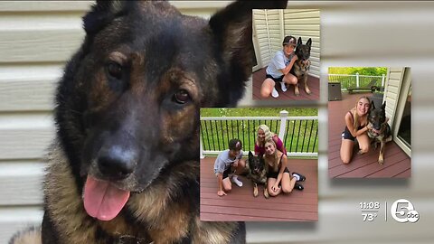 Bedford Heights K9 Bosco back home with former partner after community outcry