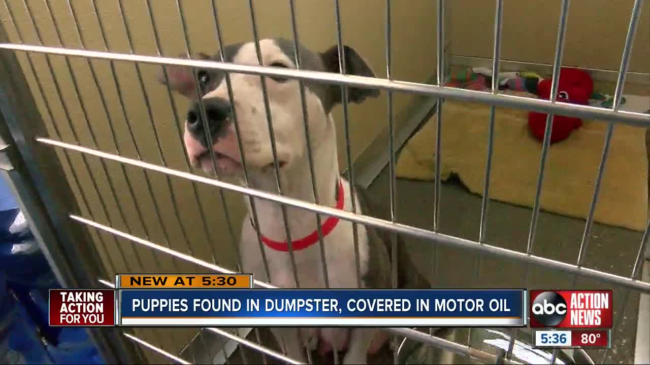2 puppies found in Zephyrhills dumpster covered in motor oil find loving homes