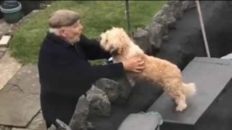 Cachorro compartilha amizade amorosa com vizinho