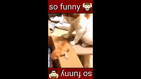 Funny animal video #short