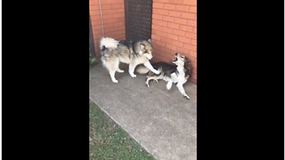 Super needy Malamute completely annoys other dog