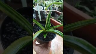 sansevieria#shorts #shortsvideo