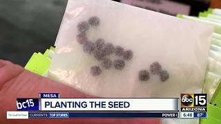 Mesa Public Library offering free seed program for gardeners