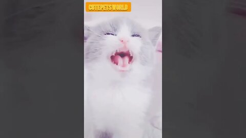 little kittens meowing and talking #funny #shorts #catcute #catvideos #tiktok #trending #trend