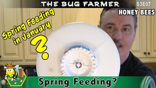 Spring Feeding - Feeding the bees