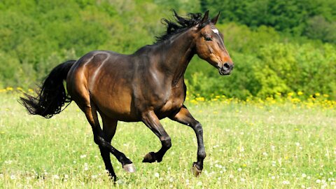 Beautiful Horses