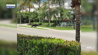 Bear sighted in Naples residential area