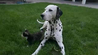 Kitten's first outdoor adventure with Dalmatian buddy on the watch