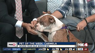 Pet of the Week: Carmela