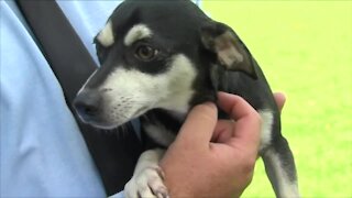 Getting your pets ready for hurricane season in South Florida