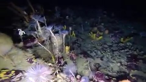 Mysterious things under the sea beneath the Antarctic ice [Mysterious]