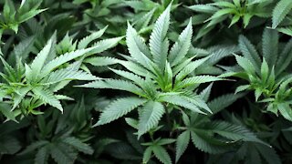 Florida Supreme Court kills amendment to legalize recreational marijuana